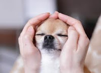 reiki- animal 2 reiki- animal 2