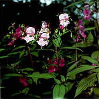 impatiens flor impatiens flor