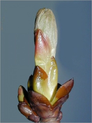 erro- chestnut bud