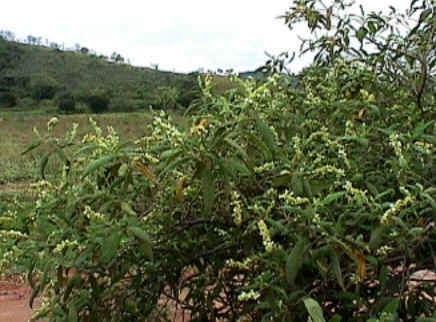 Erva Baleeira O Anti Inflamatorio Natural Do Brasil Oficina De