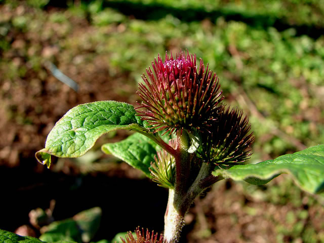 bardana - flor