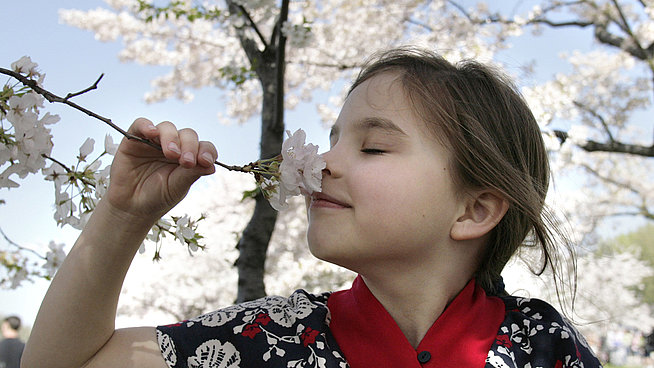 crab apple felicidade