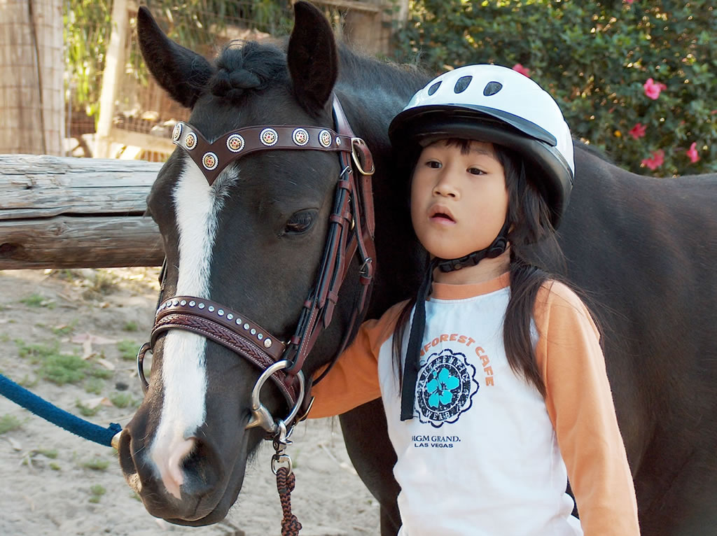 pet- cavalo