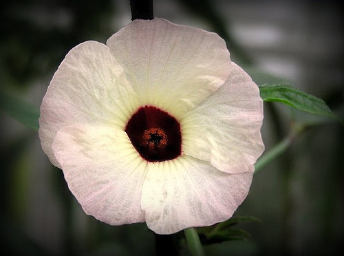 hibisco - flor