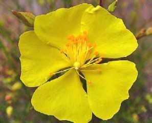 Rock rose flor