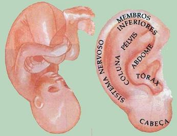 auriculo feto