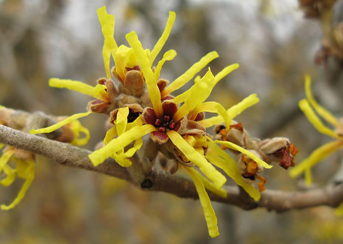 hamamelis flor