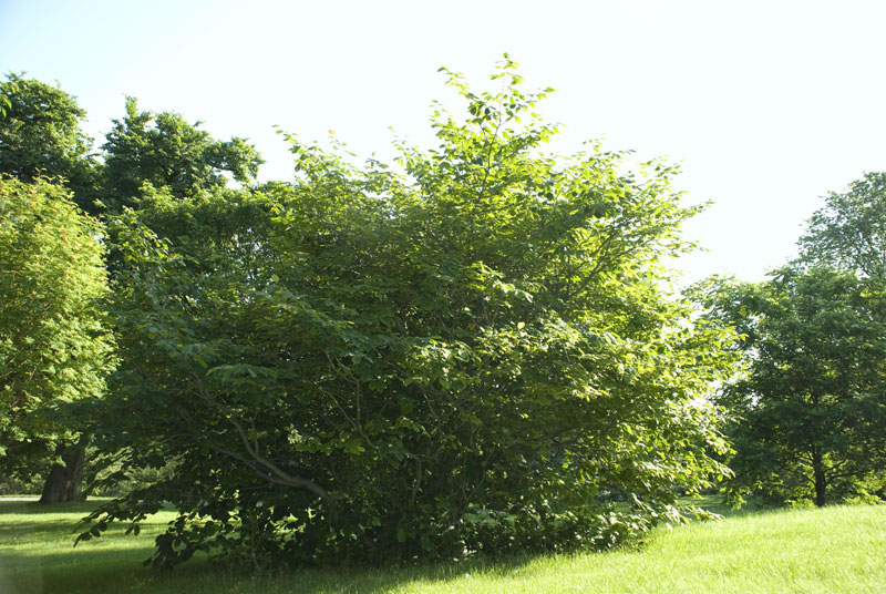 hamamelis arbusto