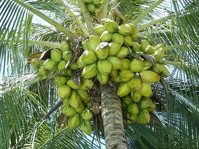 coco fruta