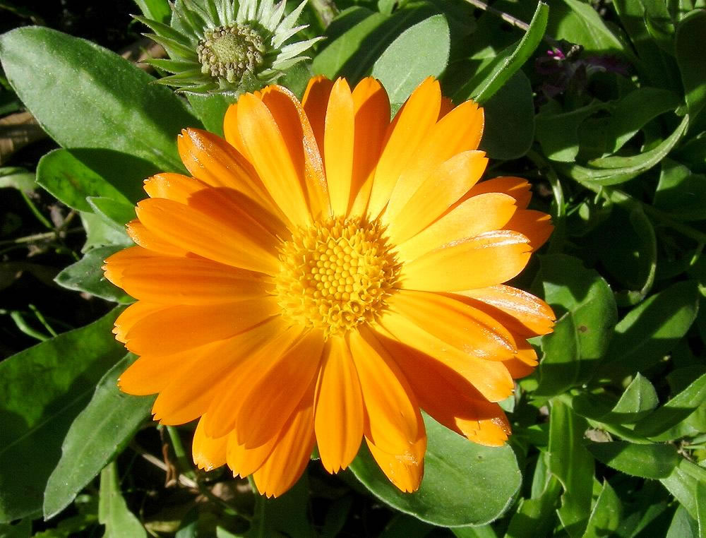 calendula flor