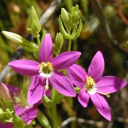 centaury flor