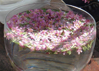 centaury floral