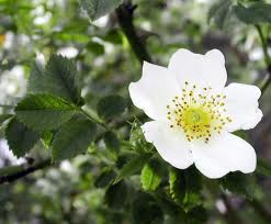 crataegus flor