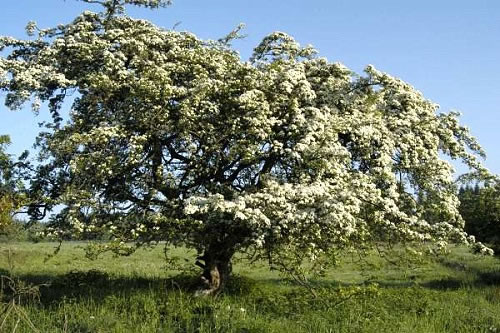 crataegus arvore