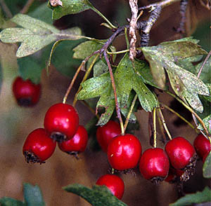 crataegus frutos