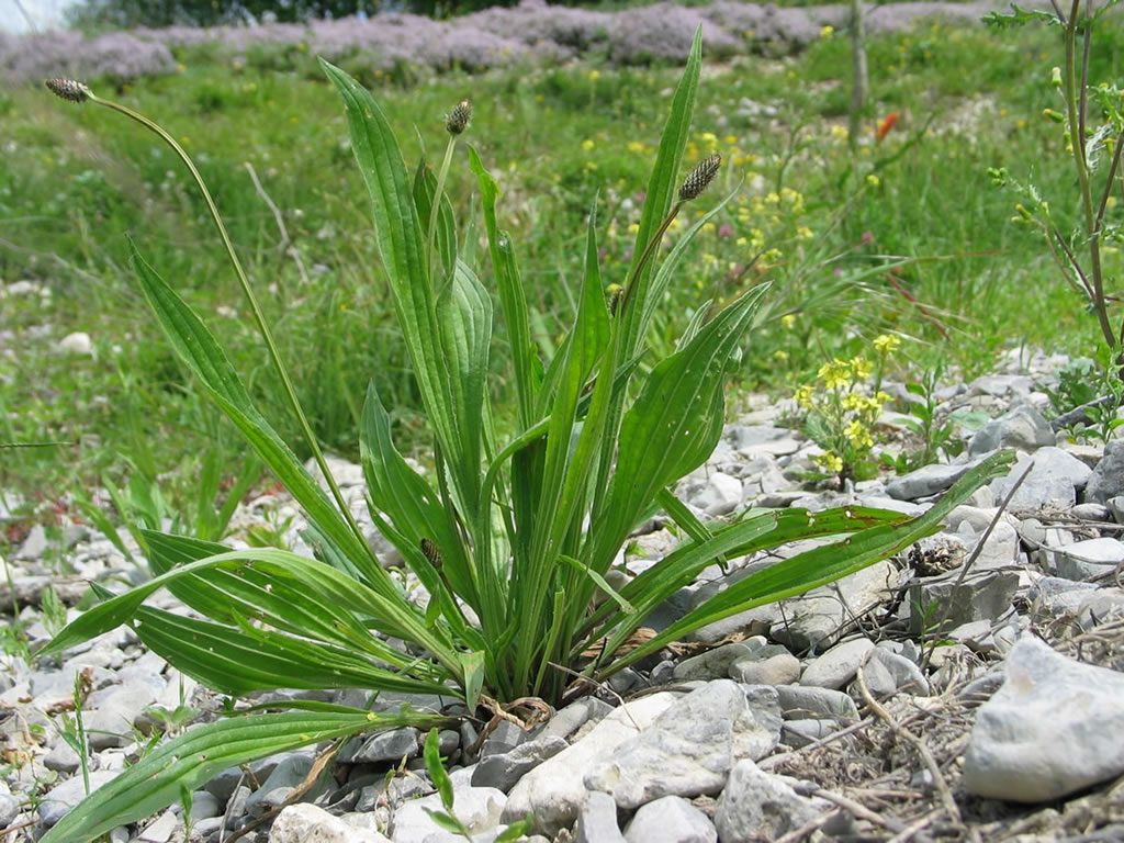 tanchagem lanceolata