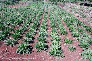 tanchagem cultivo