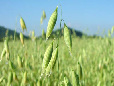 wild oat planta