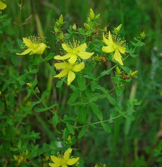 hiperico planta