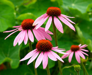 echinacea flor