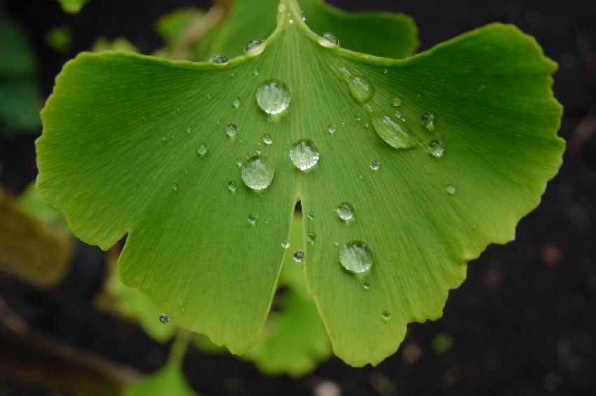 ginkgo folha