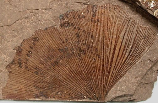 ginkgo fossil