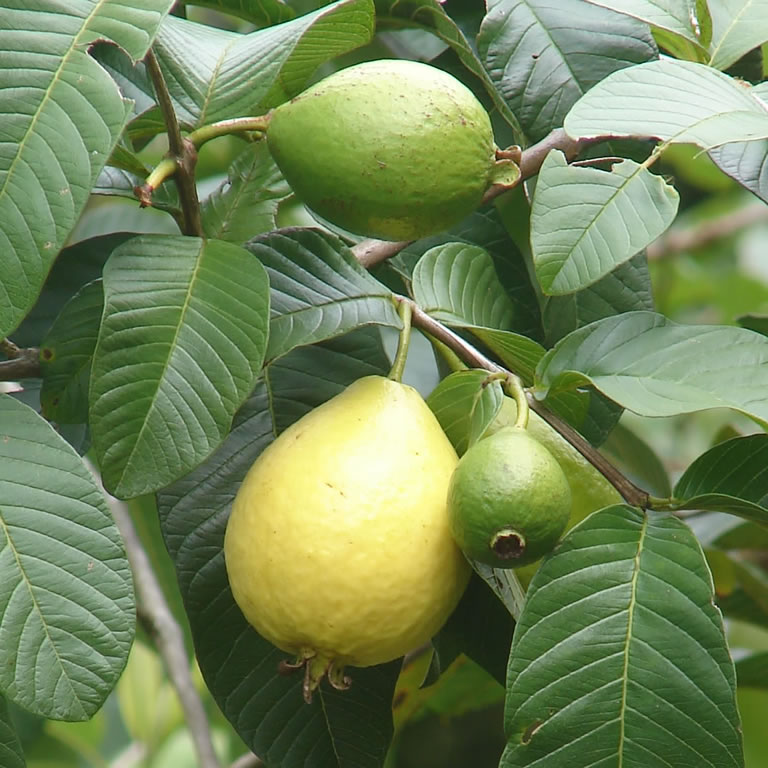 goiaba fruto 2