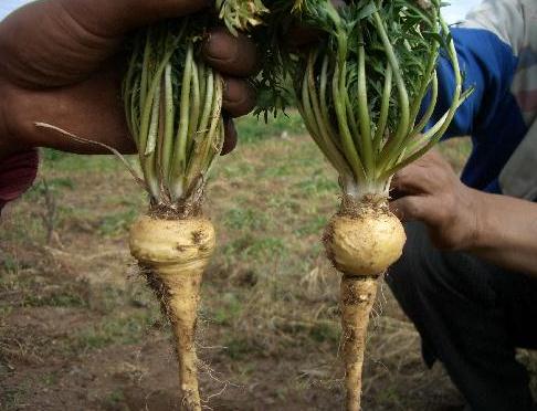 maca planta