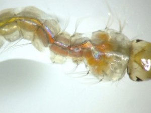 larva Aedes