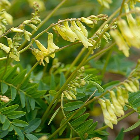 astragalus flor