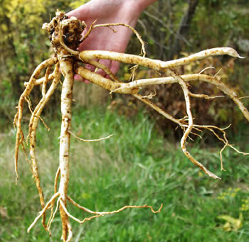 astragalus raiz