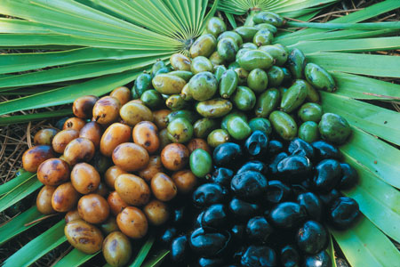 sabal frutos sabal frutos