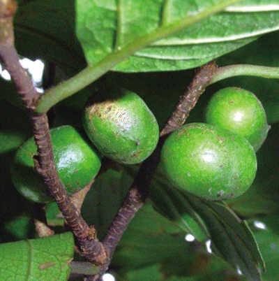 pygeum fruto pygeum fruto
