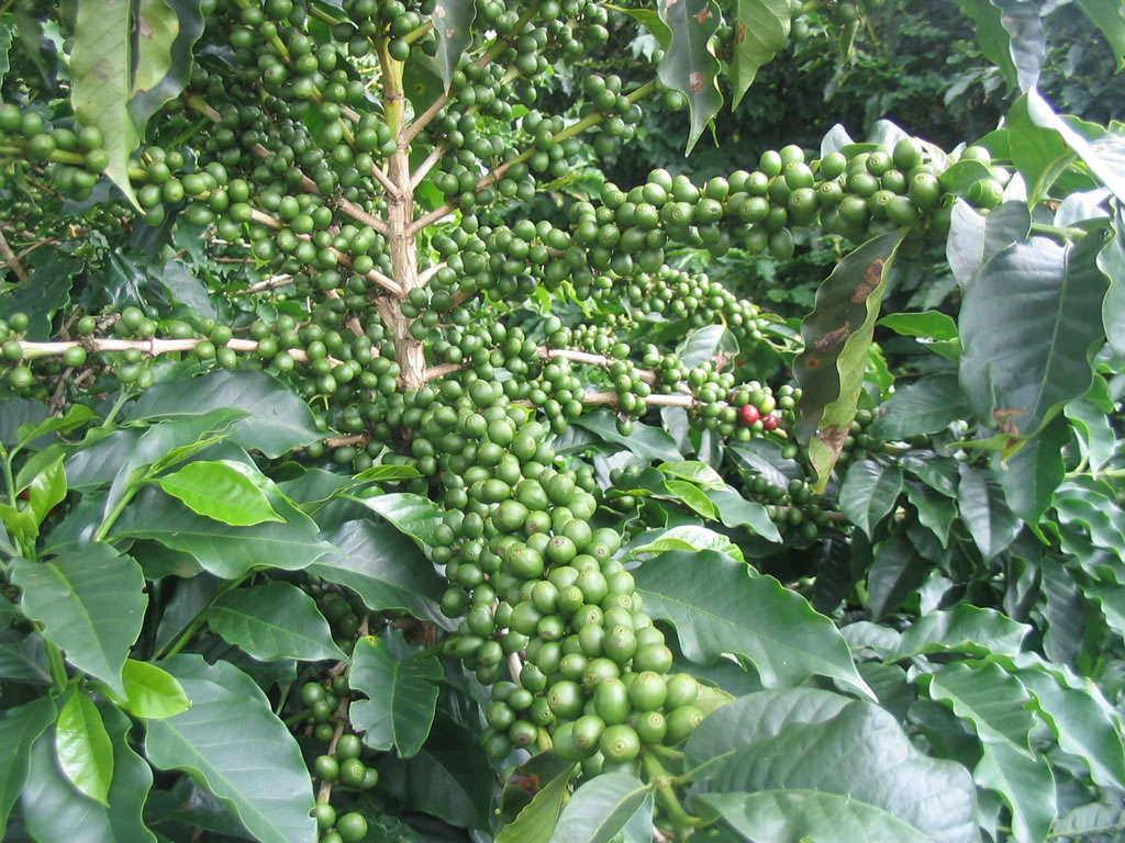 cafe fruto cafe fruto
