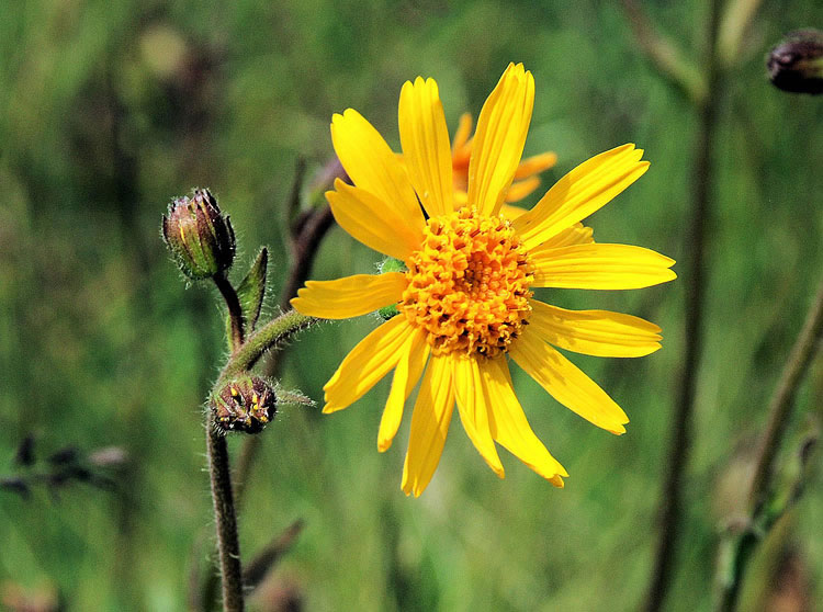 arnica