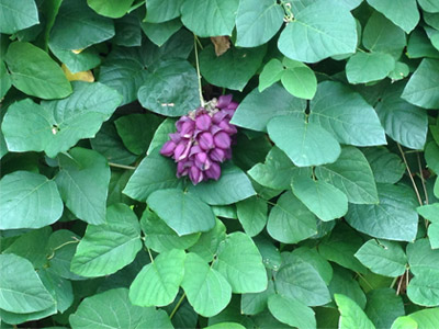 mucuna planta: Está na atualidade