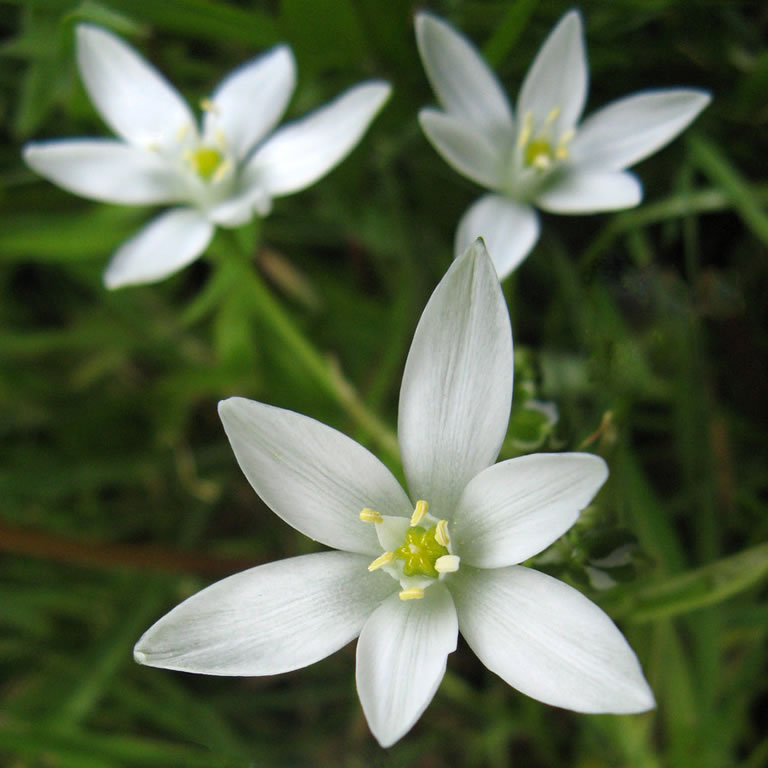 lfique livre de traumas com o floral star of bethlehem