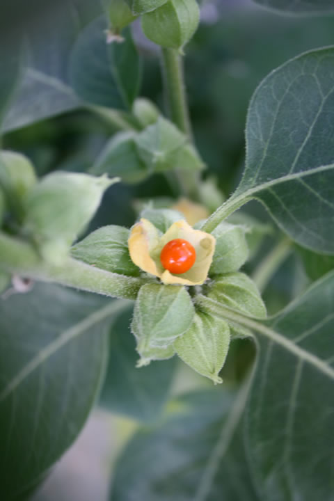 ashwagandha fruta