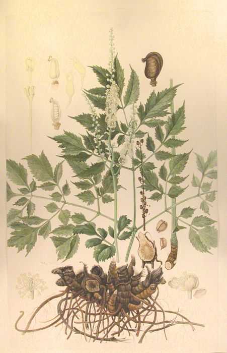 black cohosh botanica