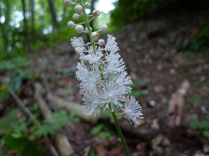 black cohosh flor black cohosh flor