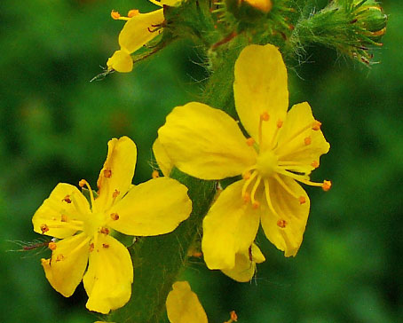 agrimony