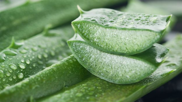 aloe vera aloe vera