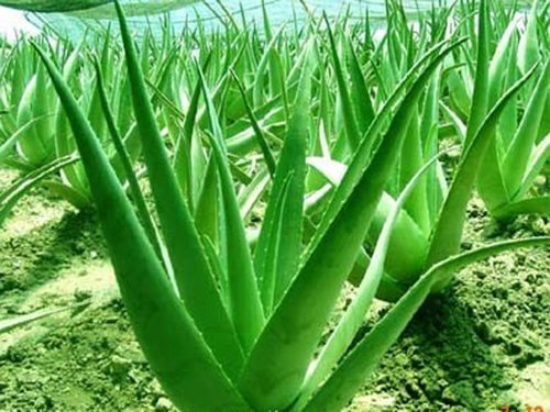 aloe vera2