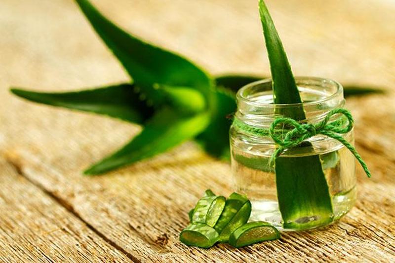 aloe vera3 aloe vera3