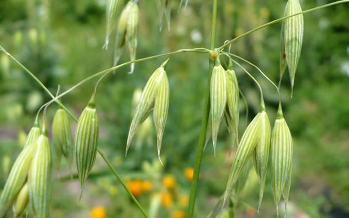 wild oat