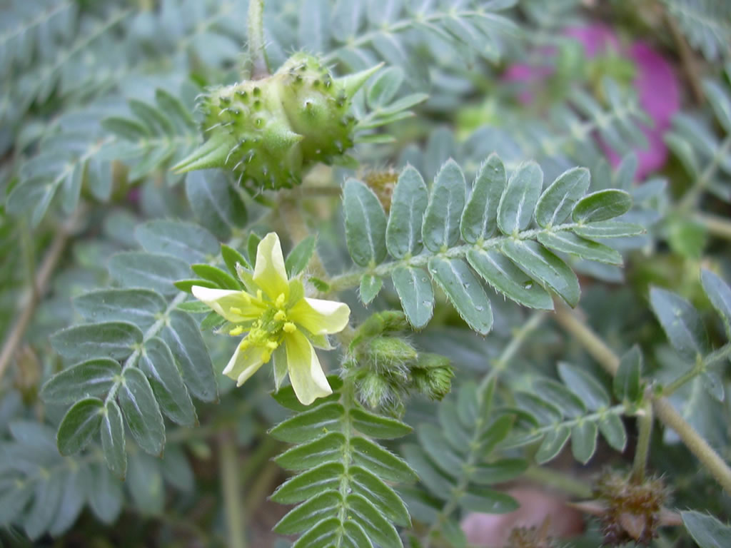 tribulus tribulus