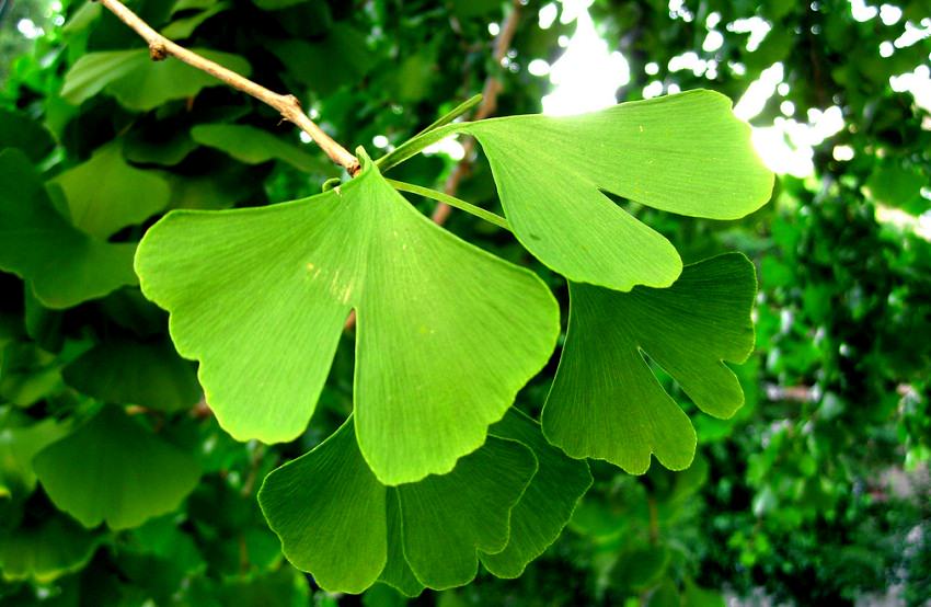 Ginkgo - folha