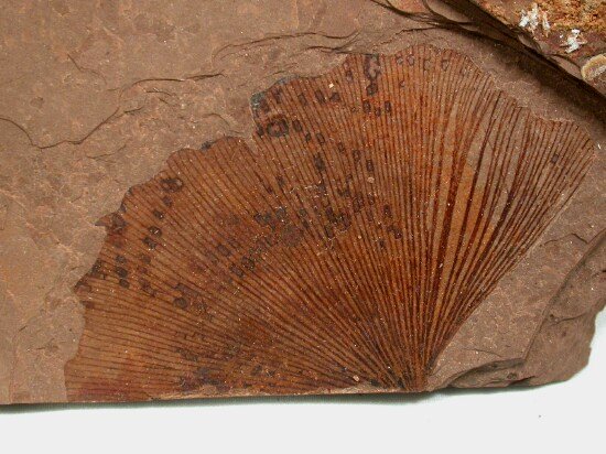 Ginkgo - fossil