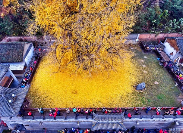 Ginkgo - china