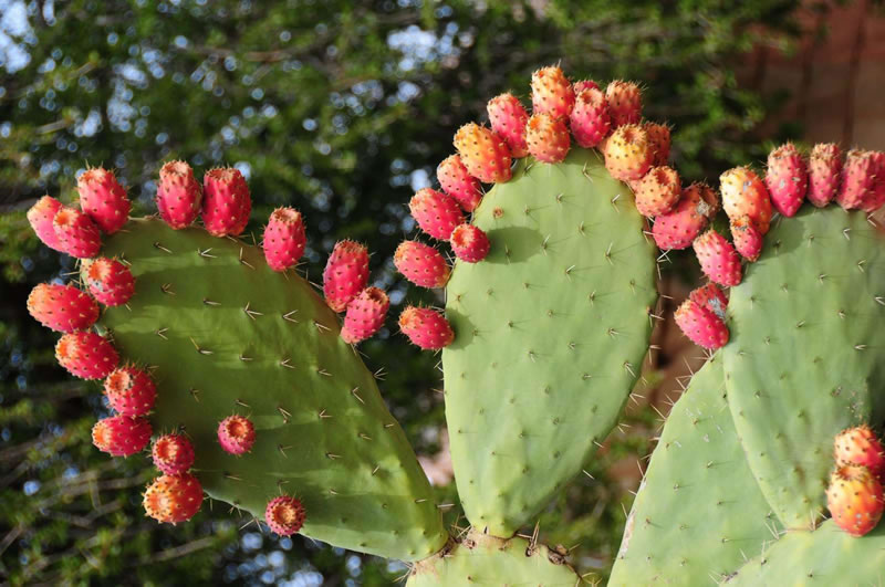 opuntia